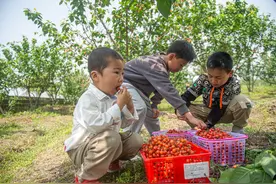 浙江诸暨：樱桃迎来采摘季图片