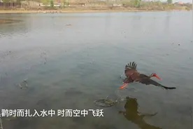 河北易县：生态环境持续转好吸引“鸟中熊猫”频繁现身