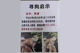 悬赏15万元的狗被匿名好心人送医 宠物犬主人：我们一定会支付酬金图片