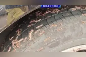 “毛”骨悚然！小区下起“毛毛虫雨”，街坊看了心惊惊！原来是它…图片