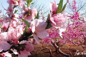 追着花儿游新疆丨石河子：8000亩桃花发出“邀请函”图片