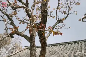 探访山东最早的农村党支部诞生地，百年老屋修缮一新视频封面