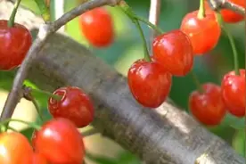 攀枝花米易：这里的“恩桃儿”抿甜图片