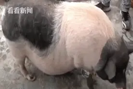 2层楼它独占1层！小香猪一年长到200斤 男子忍痛割爱寻找新主人图片