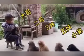 狗狗排队嗷嗷待哺 两岁“奶爸”新晋上岗被赞“专业”图片