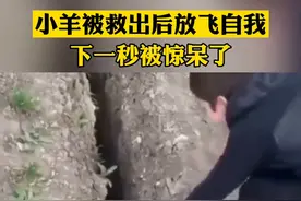 男孩奋力救出被卡住的小羊，结果被救出瞬间又掉进同一个洞中图片