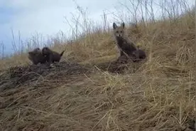 祁连山国家公园青海片区拍摄到赤狐育幼画面图片