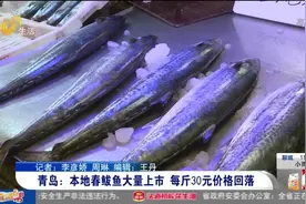 30元一斤！青岛本地春鲅鱼大量上市，一条最大有20斤，快来尝鲜视频封面