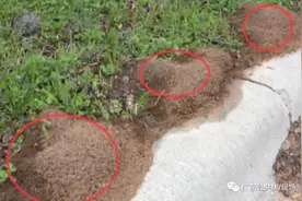 危险！大量红火蚁出没，被咬后果很严重……图片