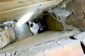 新房主搬进新家 发现一只被困墙洞三星期的猫咪图片
