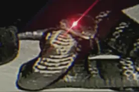 后怕！正睡着觉，房间突然爬进一“不速之客”，吓到跳窗…图片