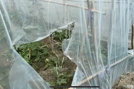 谁干的？崇州几十个蔬菜大棚一夜被毁，菜农称损失几十万 警方已立案图片