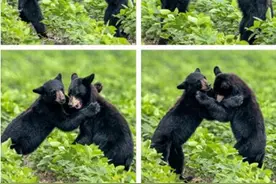 黑熊幼崽上演“爱的抱抱”摄影师记录下暖心瞬间图片