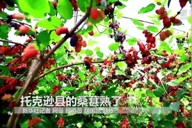 托克逊县的桑葚熟了视频封面