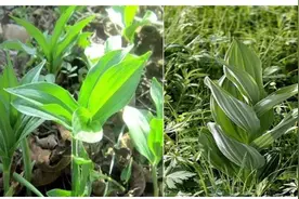 注意啦！黑龙江省疾控中心提醒：采食这些野菜有生命危险图片