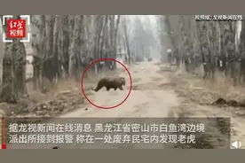 黑龙江一野生东北虎进村，工作人员遇老虎袭击，车窗被一掌拍碎图片