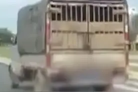 狗狗被货车当街拖行 司机：让我姐放车上，她忘了图片