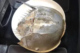 这也敢吃？把它当“下酒菜”，浙江三名男子摊上事了图片