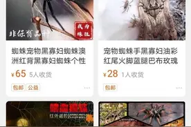 头皮发麻：蚂蚁、蟑螂、蜘蛛，“另类宠物”公开销售图片