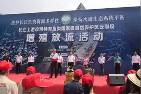 游进金沙江，修复水域生态！昭通增殖放流233000尾珍稀特有鱼种图片