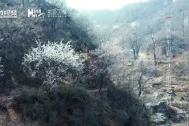 创意视频｜寻找课本里的那一抹红①小英雄王二小图片