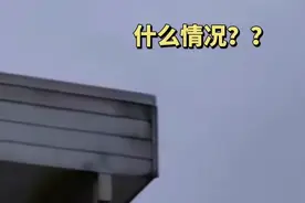 海鸥偷懒骑同伴身上“御鸥飞行”十分悠闲 近看一个动作太嚣张图片