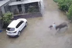 男孩被牛连续冲撞后向牛道歉：对不起牛大哥，别打我视频封面