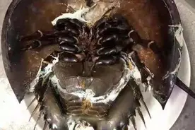 浙江俩吃货买了这个海鲜被刑拘 今年2月它刚晋升为国保图片