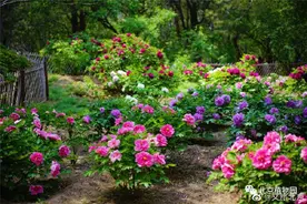 北京植物园里的牡丹开好啦图片