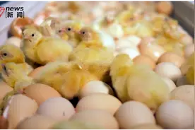 意念让熟鸡蛋返生并孵出小鸡？河南一职校校长论文引发热议