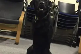 缉毒犬被警队开除，网友知道原因后笑喷了！什么样狗狗才是合格的缉毒犬？图片