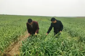 快来！60多亩蒜薹免费抽 地点：水稻乡马庄村黄河滩区图片