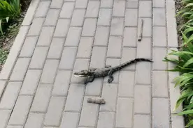 北京一小区惊现半米多长鳄鱼！路人吓得不轻，结果竟是国家一级保护动物图片