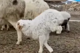 小羊羔后腿残疾倒立行走，存活了40天离世！网友：坚强的样子让人心疼图片