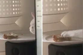 猫咪从屏幕后伸出爪子偷走主人吃剩的三明治图片