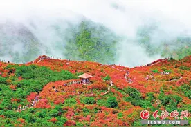 大围山杜鹃花节：一年一度的等待，只为最美的你图片