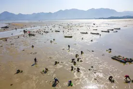 吃货的快乐！近千人在宁波滩涂上“赶小海”，运气好还能挖到蛤、蚶、螺、蟹…图片