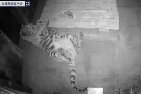 野生老虎什么时候会攻击人？坐在汽车里看老虎安全吗？图片