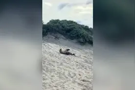 澳大利亚游客目睹海狮滑稽行为 从沙滩上缓慢向下翻滚图片