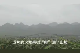火龙果成致富果 带“火”广西贫困县图片