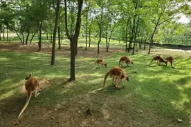 紧急通知！合肥这些知名景点“五一”限流！预约图片