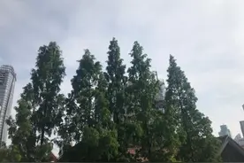 上海今天最高25℃，下半夜迎大到暴雨伴有短时雷电图片