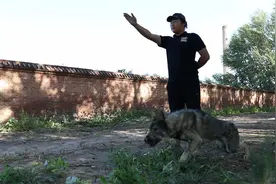 5年里，他们帮1300只走丢的宠物回家图片