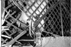 成都一快递站现百余“宠物盲盒”图片