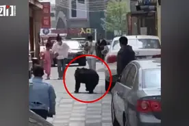 辽宁一马戏团黑熊逃跑上街，画面曝光图片
