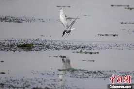 湖南“小龙虾村”丰收 引鸟类捕食图片