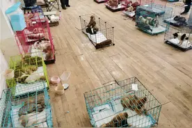 民生热线丨快递寄送活体猫狗追踪：涉事网点暂停揽收业务图片