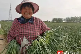 盐城射阳：临海镇4万亩蒜薹上市，蒜农采摘忙图片