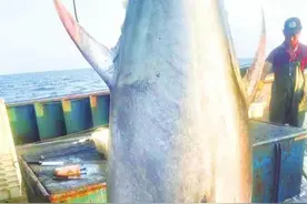 三亚渔港现700斤“鱼王”，10万元成交图片