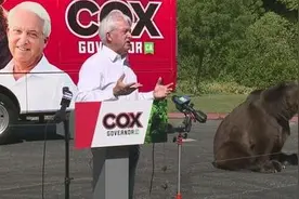 美加州州长候选人拉来一头熊助阵 竞选讲话时熊坐在一边图片